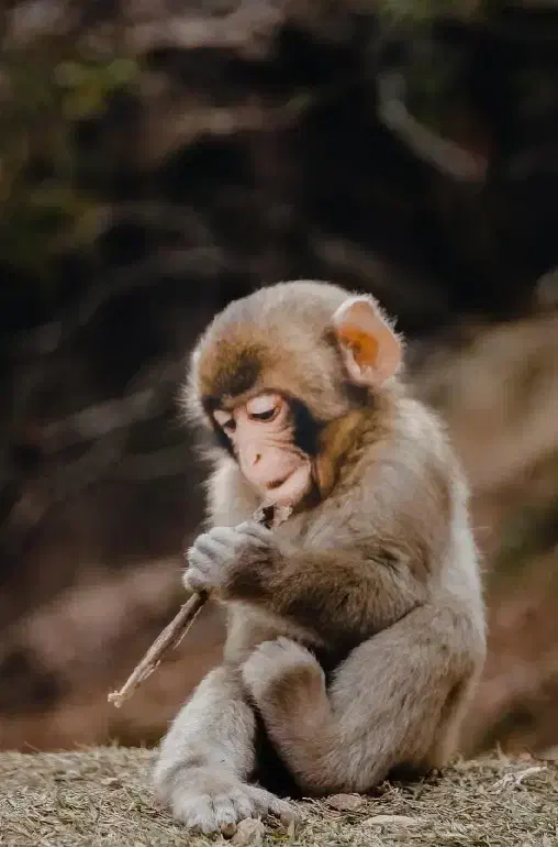 میمون|اسباببازی|نورآباد ممسنی, |دیوار