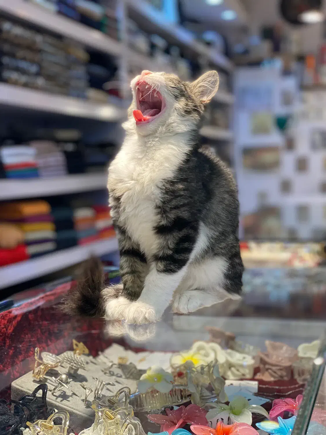 واگذاری رایگان گربه دی اس اچ|گربه|تهران, جوادیه|دیوار