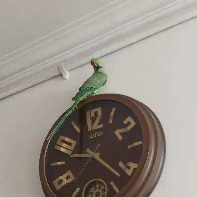 معاوضه طوطی با قناری و گوسفند|پرنده|یزد, |دیوار