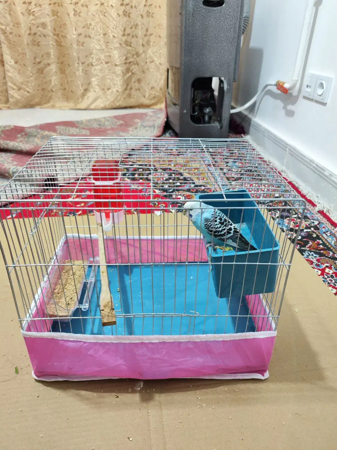 مرغ عشق فروشی به دلیل مهاجرت|پرنده|کوهدشت, |دیوار