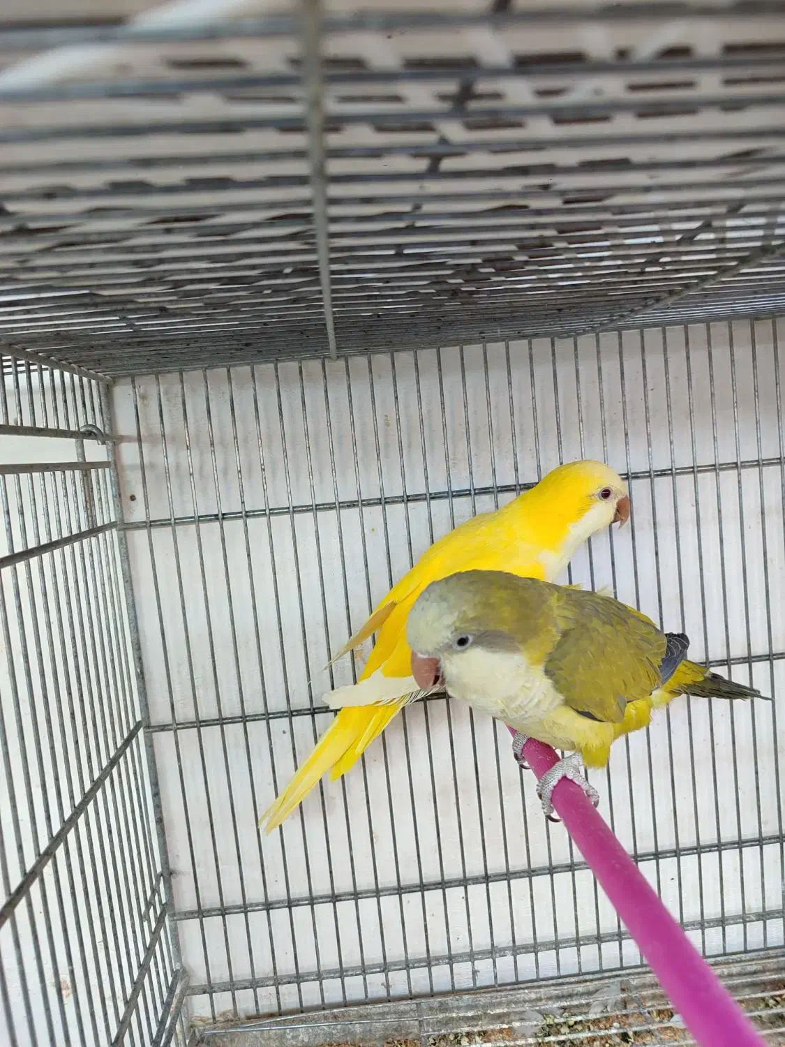 طوطی راهب زرد و ابی مولد کواکر|پرنده|اردبیل, |دیوار