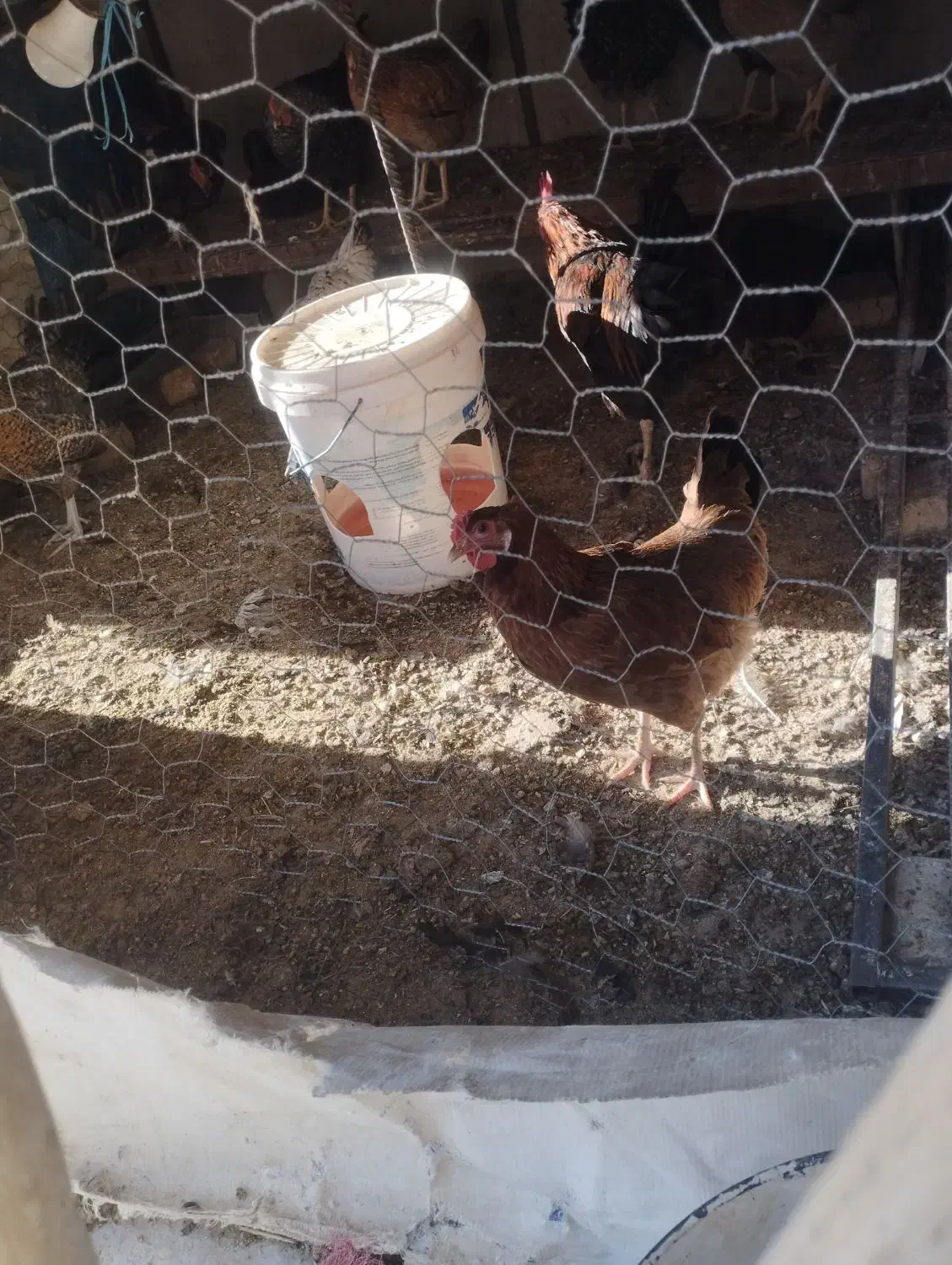 مرغ خانگی|حیوانات مزرعه|کازرون, |دیوار