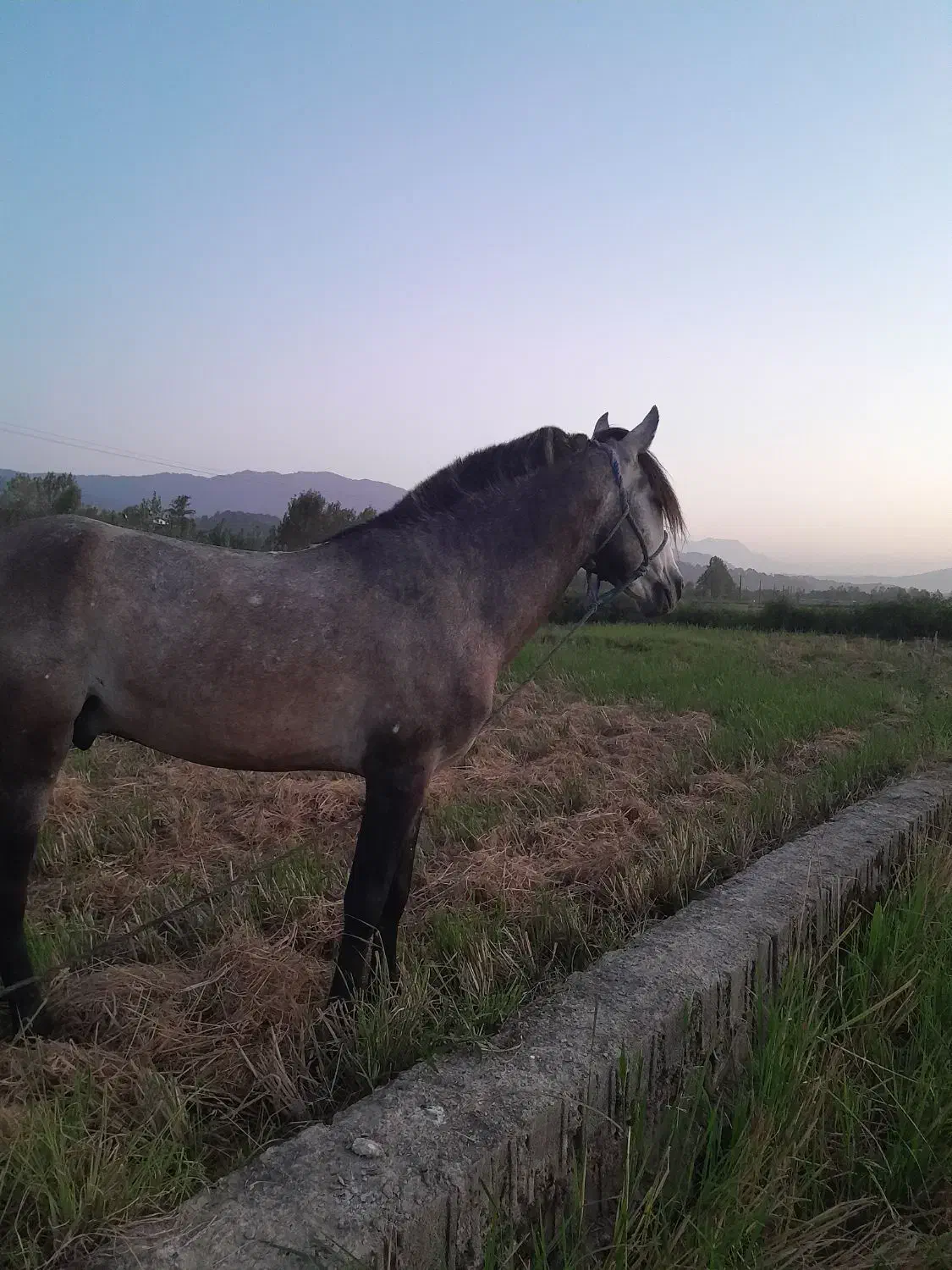 اسب کت وکلفت|اسب و تجهیزات اسبسواری|لاهیجان, حزین|دیوار