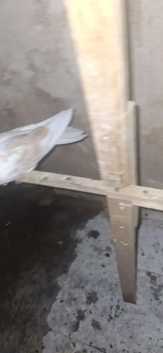 طوقی|پرنده|چهاردانگه (تهران), |دیوار