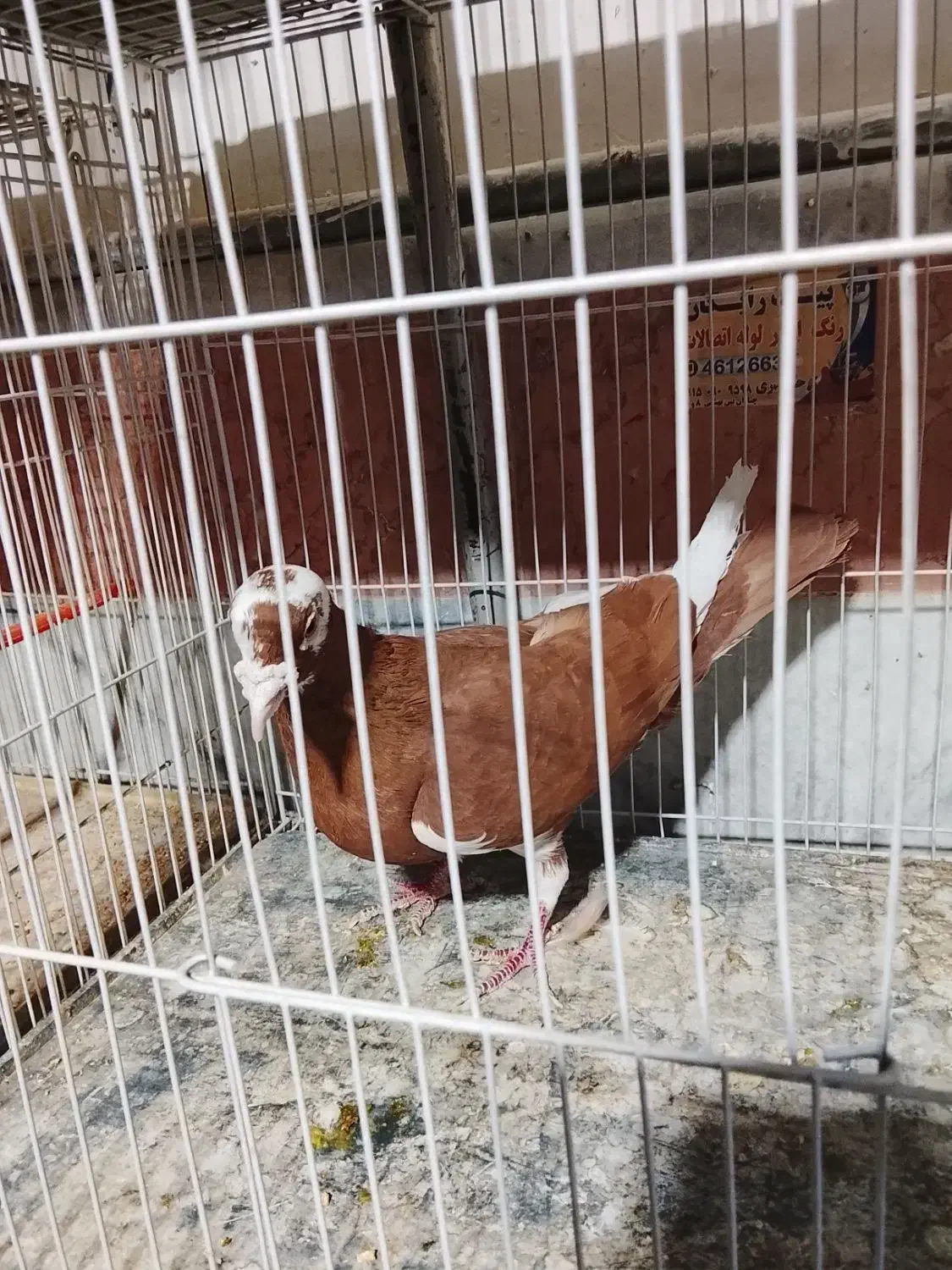 کفتر|پرنده|چناران, |دیوار