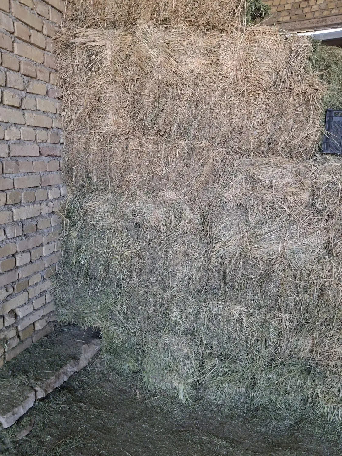 یونجه|لوازم جانبی حیوانات|کبودرآهنگ, |دیوار