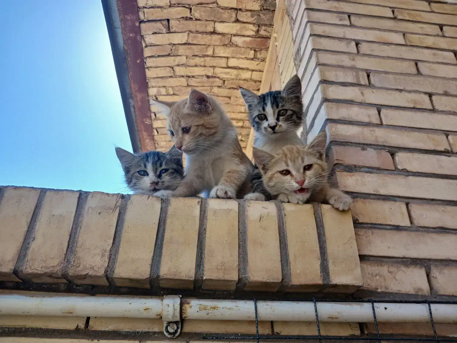 گربه|گربه|رفسنجان, |دیوار