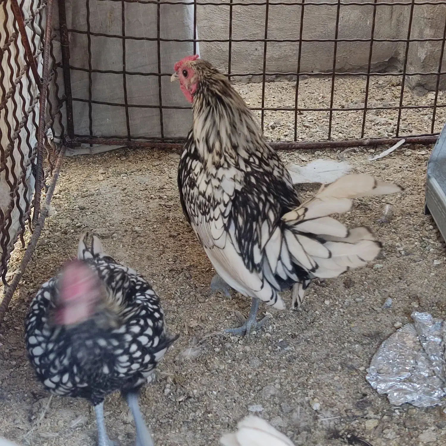 خروس سیبرایت رنگ سیلوروبلدرچین بالغ تخم گذارگوشتی|حیوانات مزرعه|تهران, امام زاده حسن|دیوار