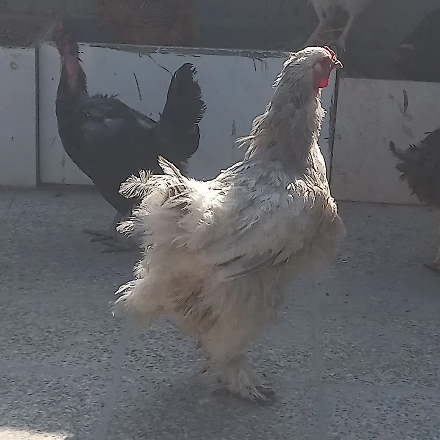 تخم نطفه دار نژاد برهما لایت|حیوانات مزرعه|نجفآباد, جوزدان|دیوار