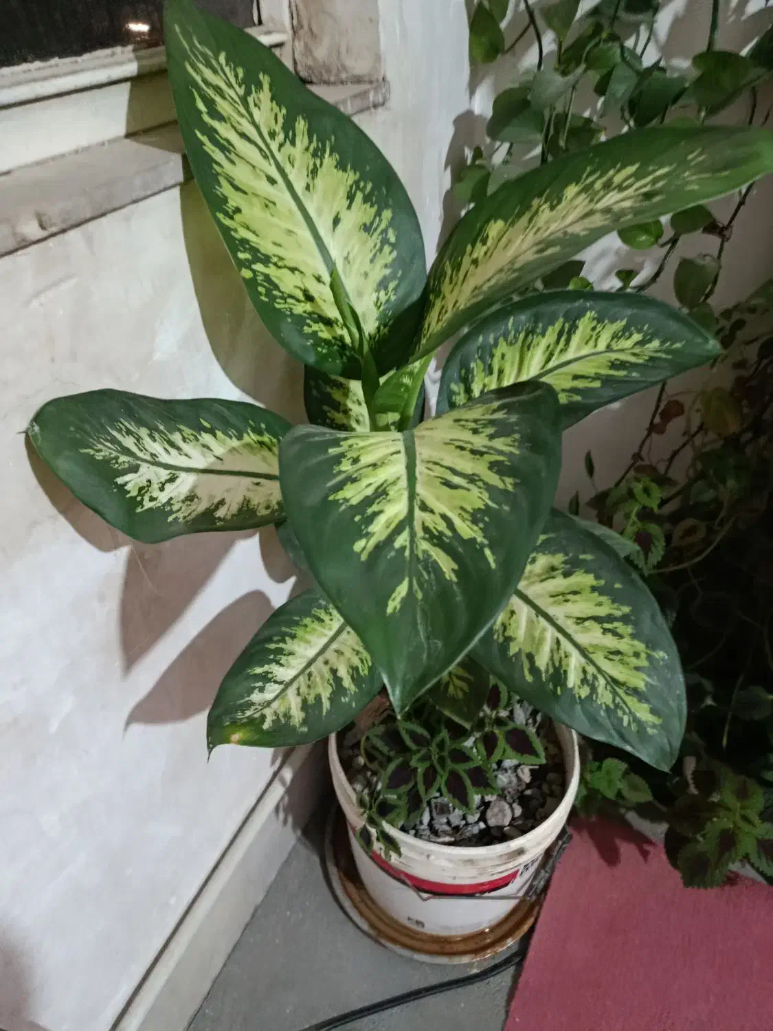 گل دیفن|گل و گیاه طبیعی|کرمانشاه, |دیوار