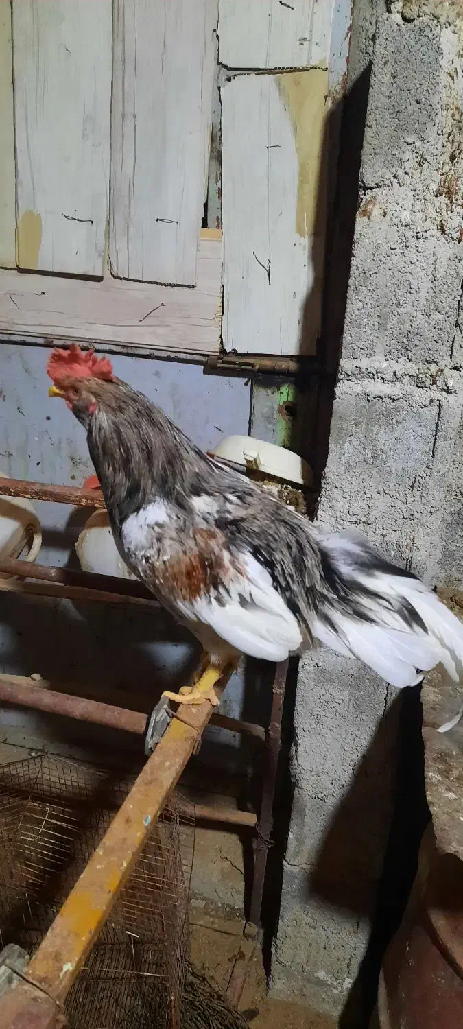 خروس|حیوانات مزرعه|بوشهر, |دیوار