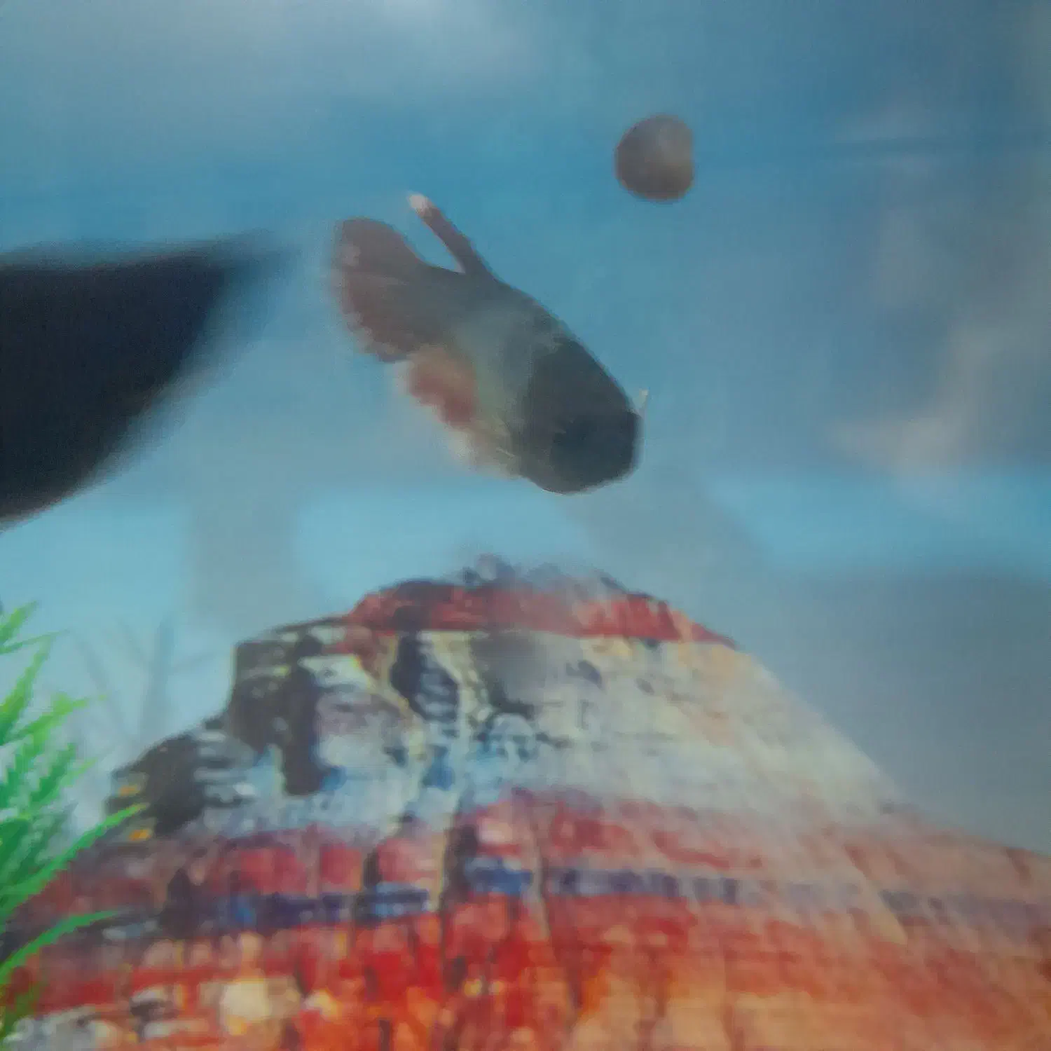 ماهی فایتر|ماهی|کنگاور, |دیوار