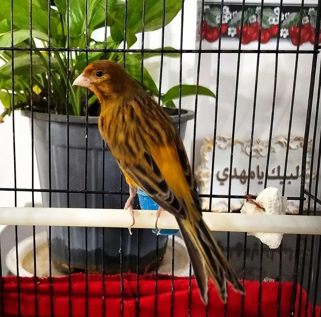 قناری نر|پرنده|کوهدشت, |دیوار