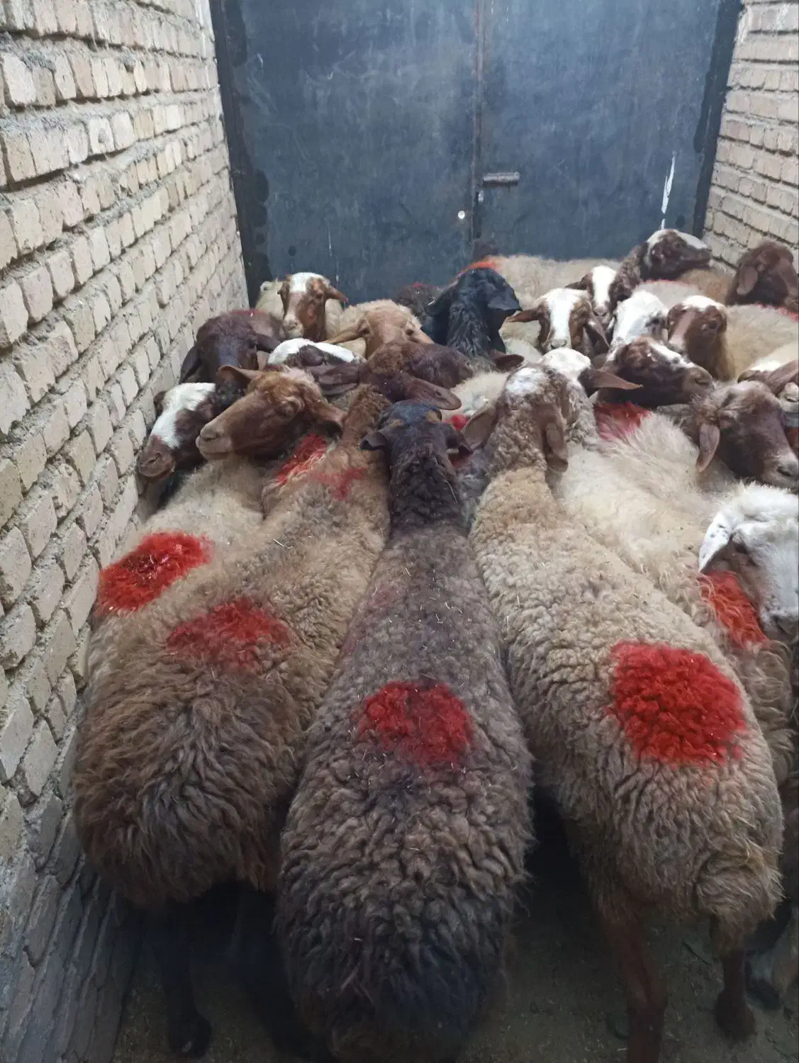 گوسفند بیست و هفت راس جوان ابستنو یک راس قوچ مغان|حیوانات مزرعه|قروه, |دیوار