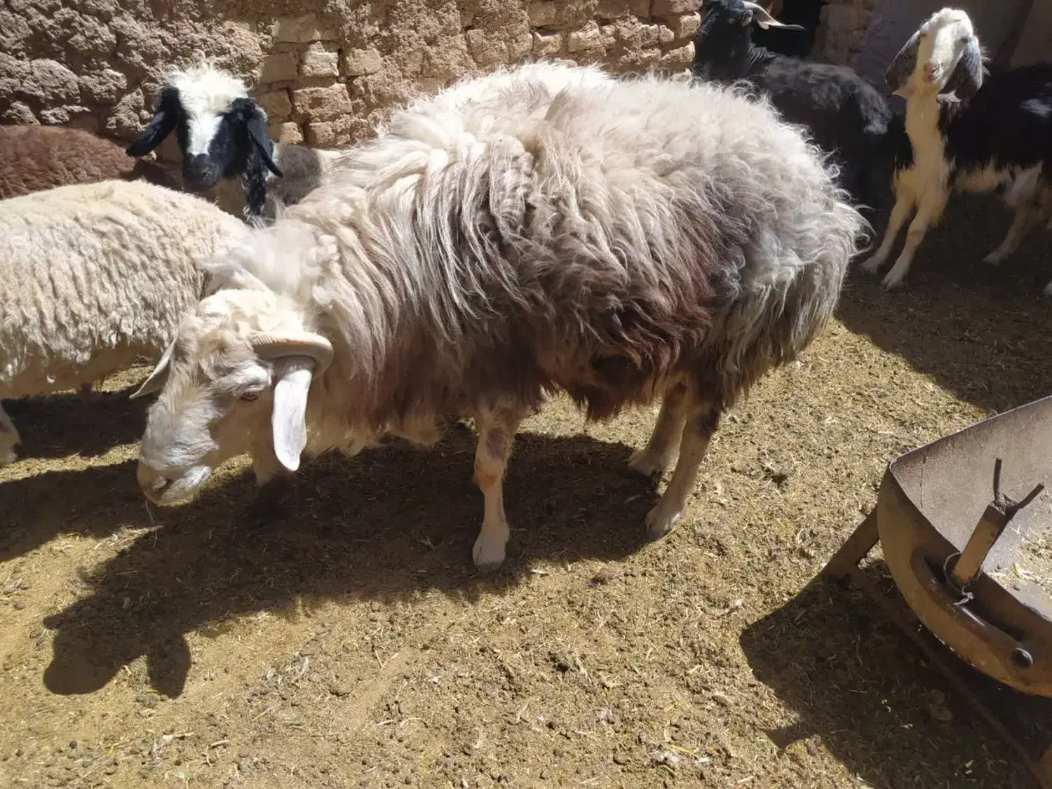 شیشک چینی|حیوانات مزرعه|مود, |دیوار