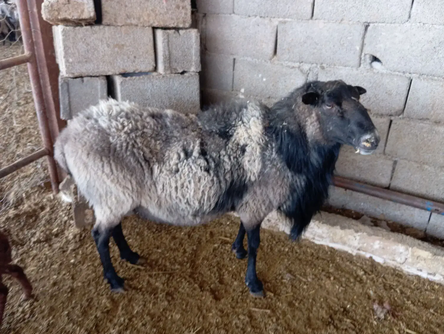 قوچ رومانف|حیوانات مزرعه|رادکان, |دیوار