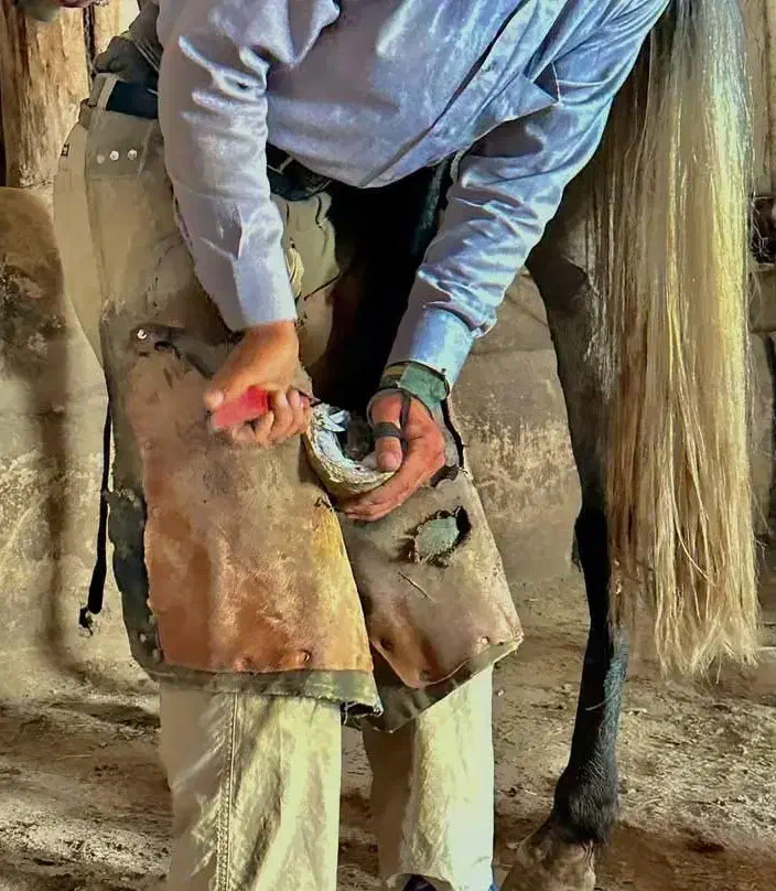 نعلبندی و قیار اسب|اسب و تجهیزات اسبسواری|زنجان, |دیوار