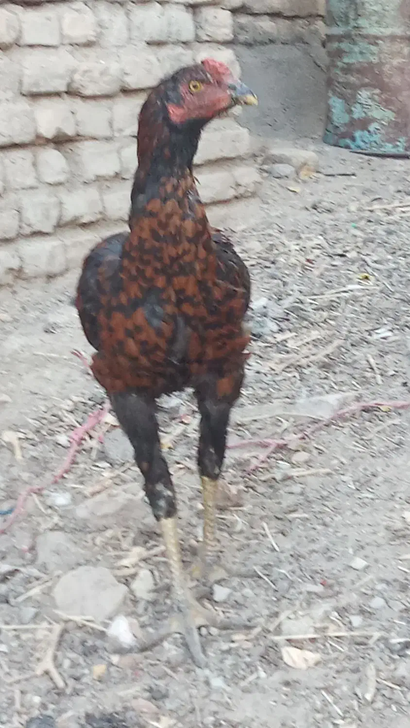 جوجه لاری|حیوانات مزرعه|تربت‌حیدریه, هاشمی‌نژاد|دیوار