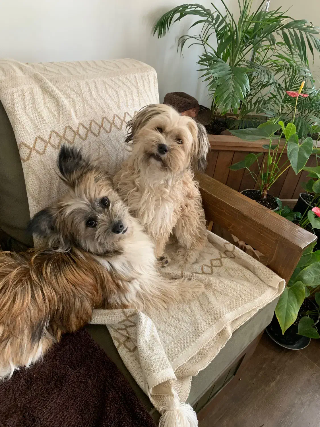 یورکشایر|سگ|تهران, صاحبقرانیه|دیوار