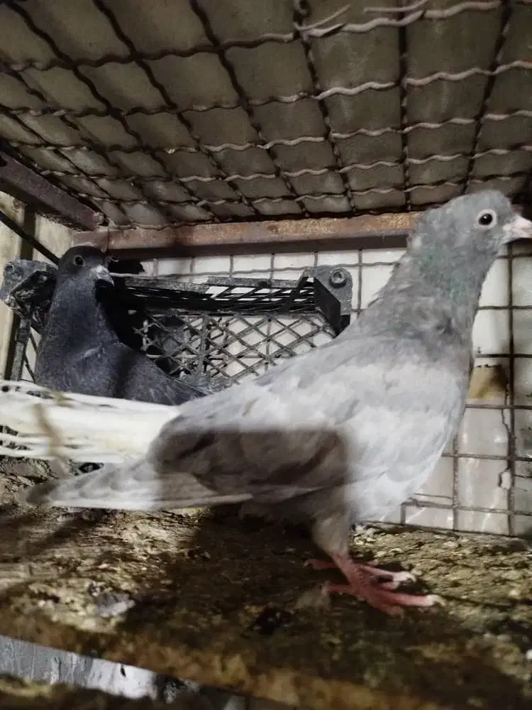 دمسفید|پرنده|نگین شهر, |دیوار