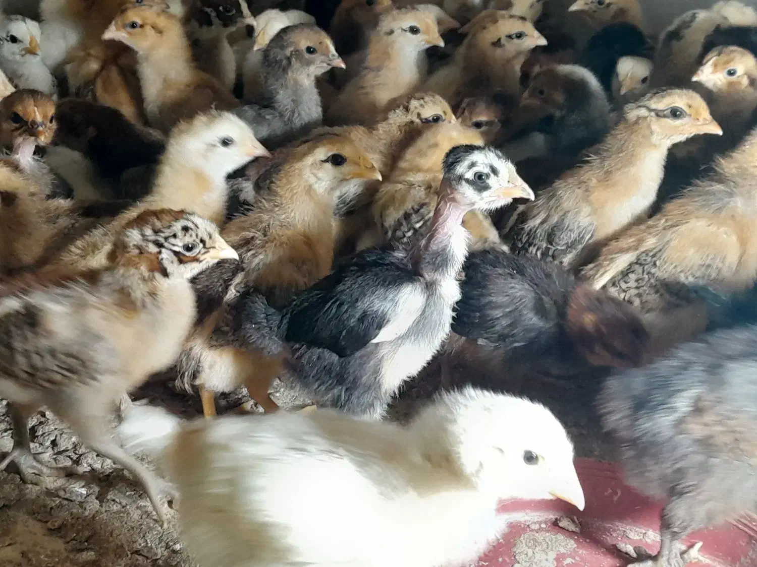 فروش جوجه محلی اصیل صددرصد کرچ شو ۲۰ روزه|حیوانات مزرعه|آمل, |دیوار