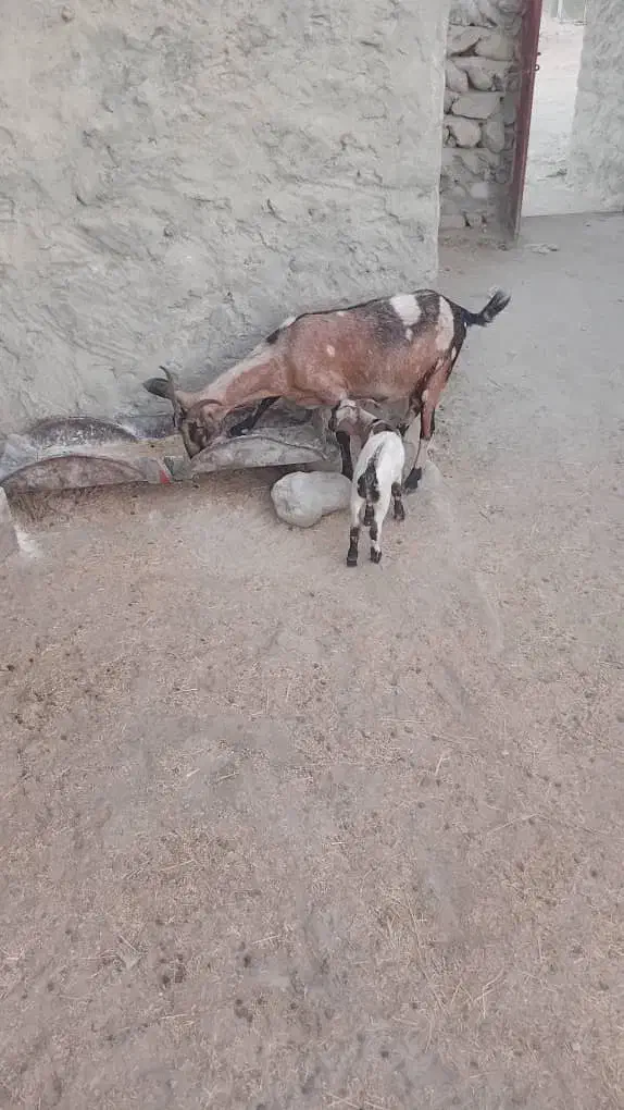 بز دو کهر|حیوانات مزرعه|رویدر, |دیوار