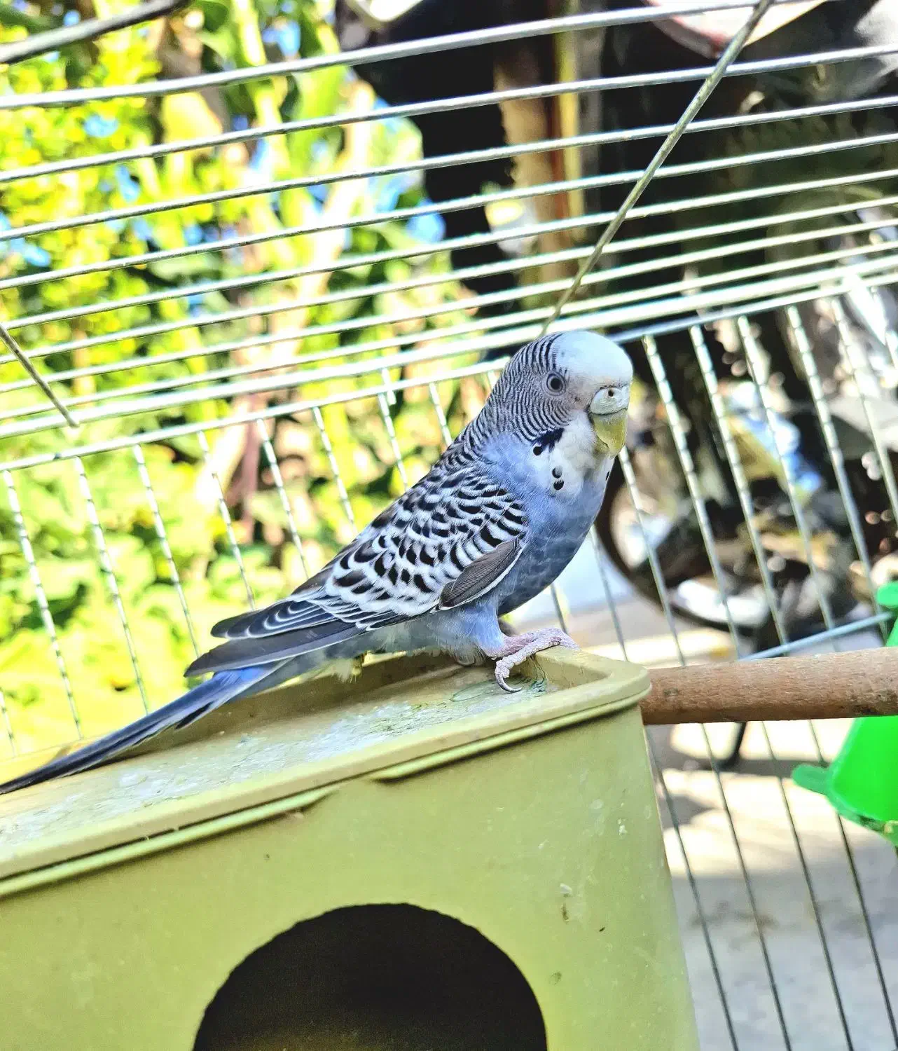 فروش یک عدد مرغ عشق نر|پرنده|ایرانشهر, |دیوار