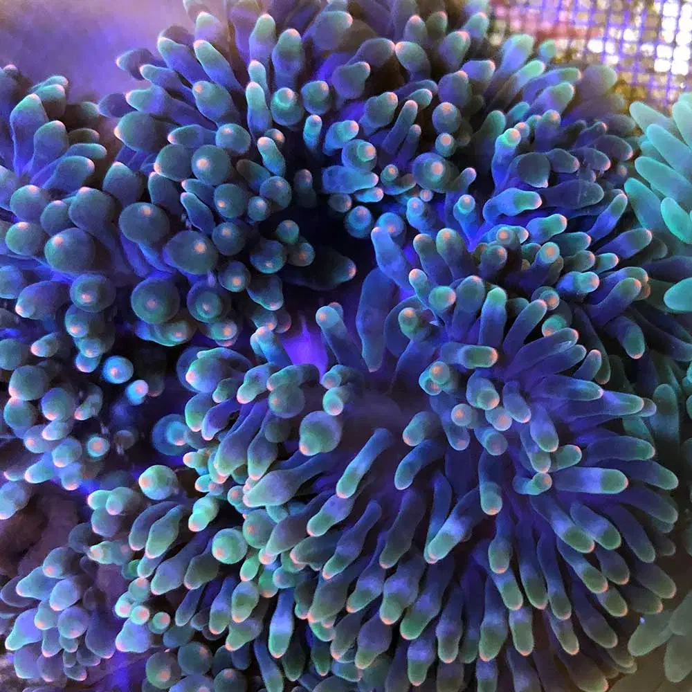 a b sh orشقایق بابل اب شور  و..|ماهی|تهران, جوادیه تهرانپارس|دیوار