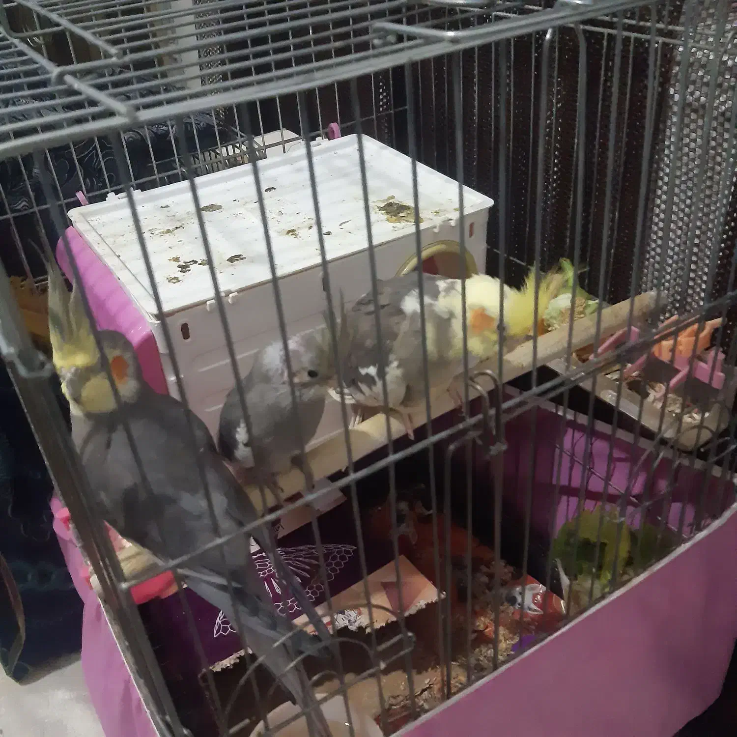 عروس هلندی مولد|پرنده|بومهن, |دیوار