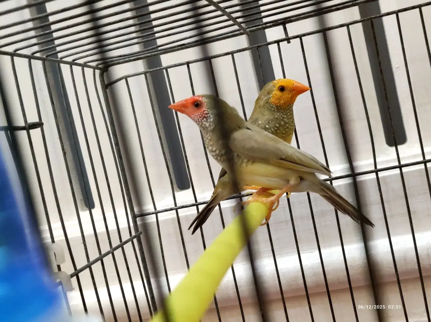 جفت ستاره ای و گلدین و یاسمین|پرنده|الوند, |دیوار