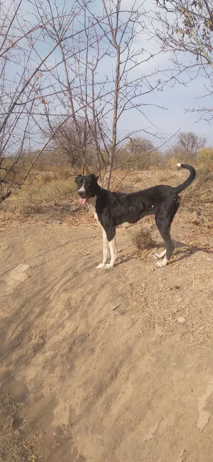 سگ نگهبان|سگ|ساوه, |دیوار