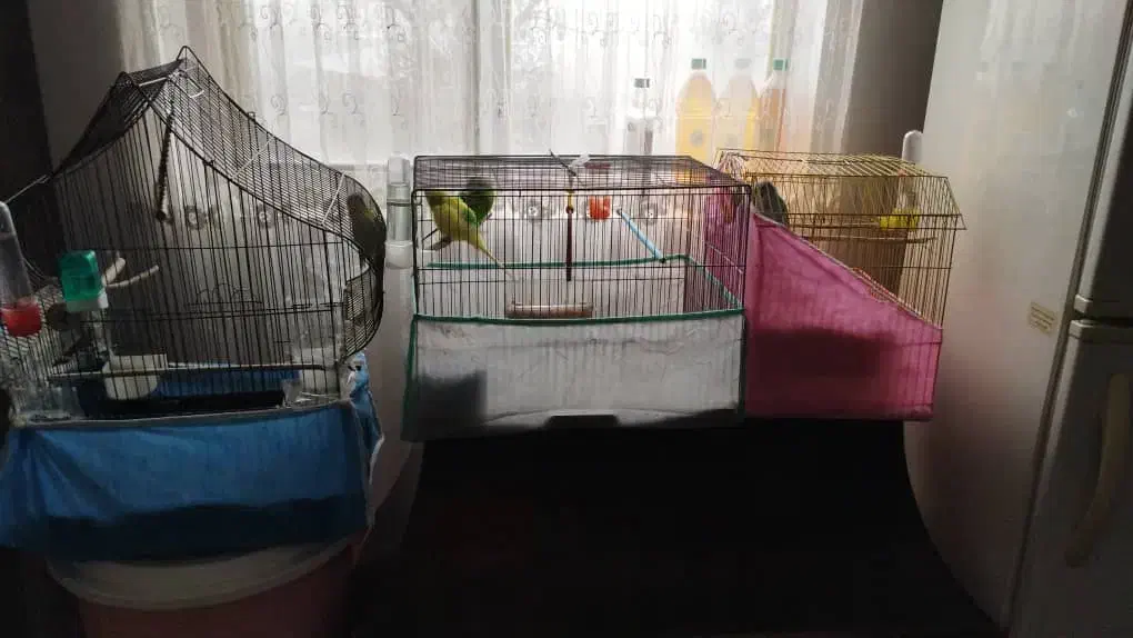 مرغ عشق|پرنده|هشتگرد, تهران دشت|دیوار