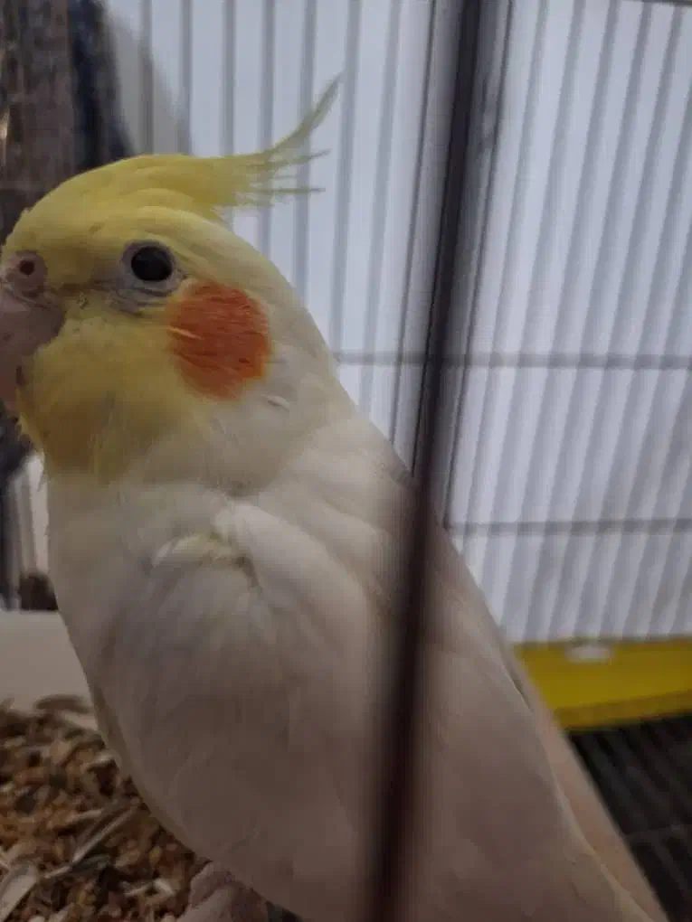 عروس هلندی هدلایت کوتوله گرینچک|پرنده|شیراز, فرودگاه شهید دستغیب شیراز|دیوار