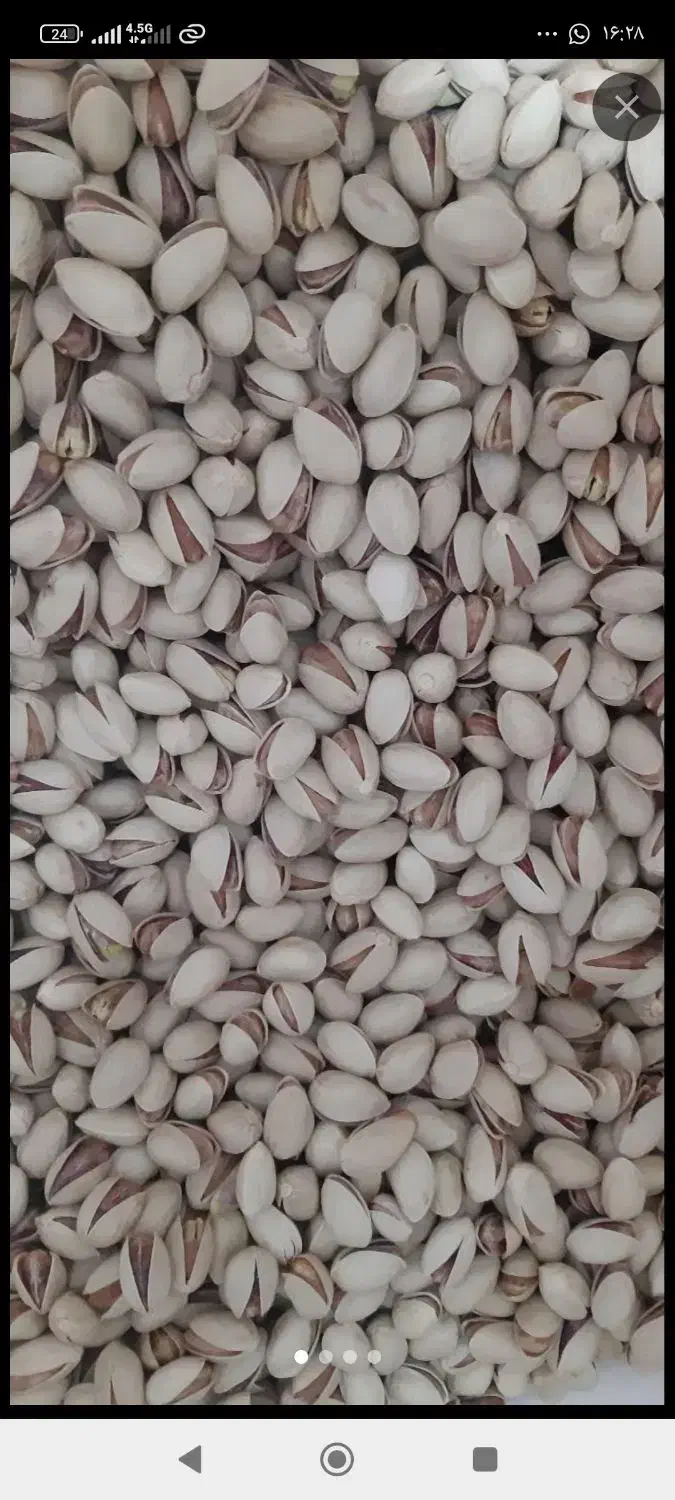خریدوفروش پسته کالک گو،زردو،نخودو،رو آبی ،مغز|خدمات باغبانی و درختکاری|سیرجان, |دیوار