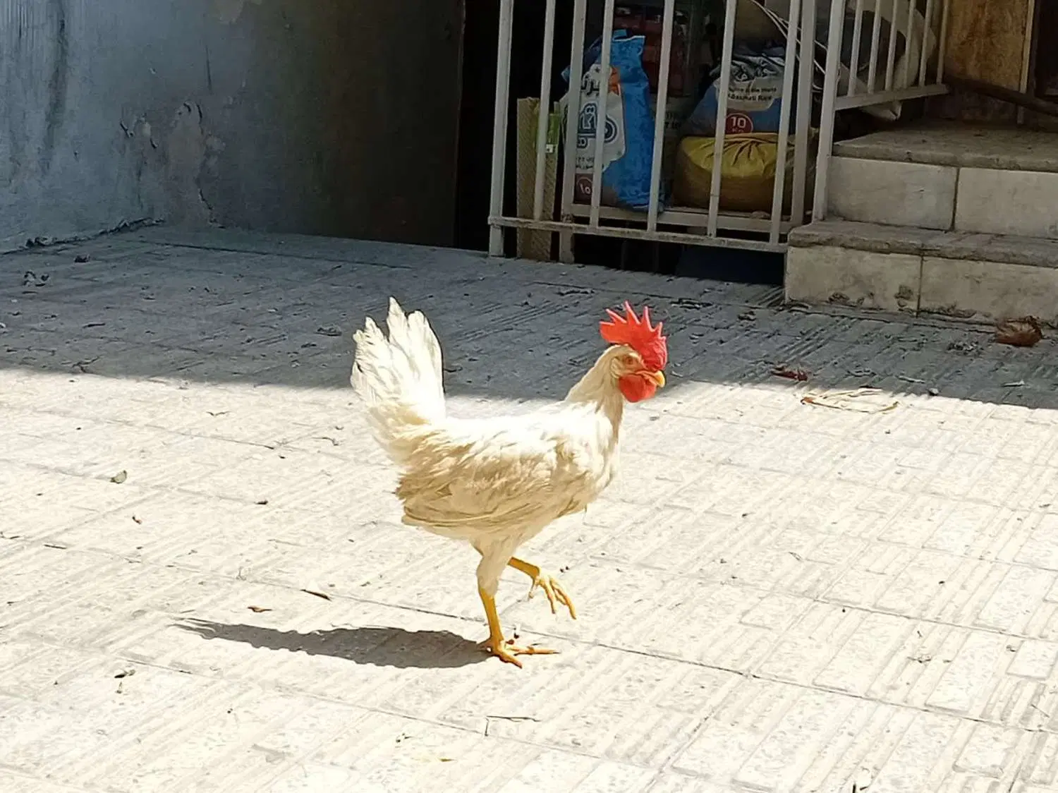 خروس،جوان|حیوانات مزرعه|تهران, جی|دیوار