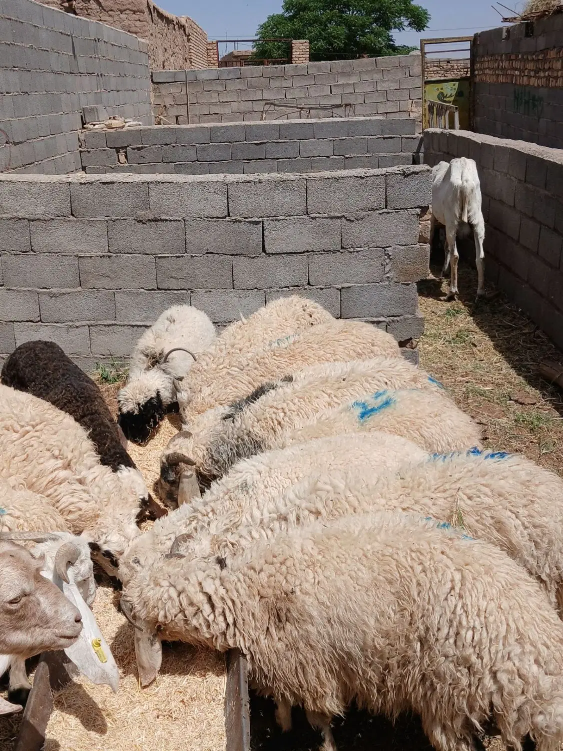 بره|حیوانات مزرعه|فردوس (کرمان), |دیوار