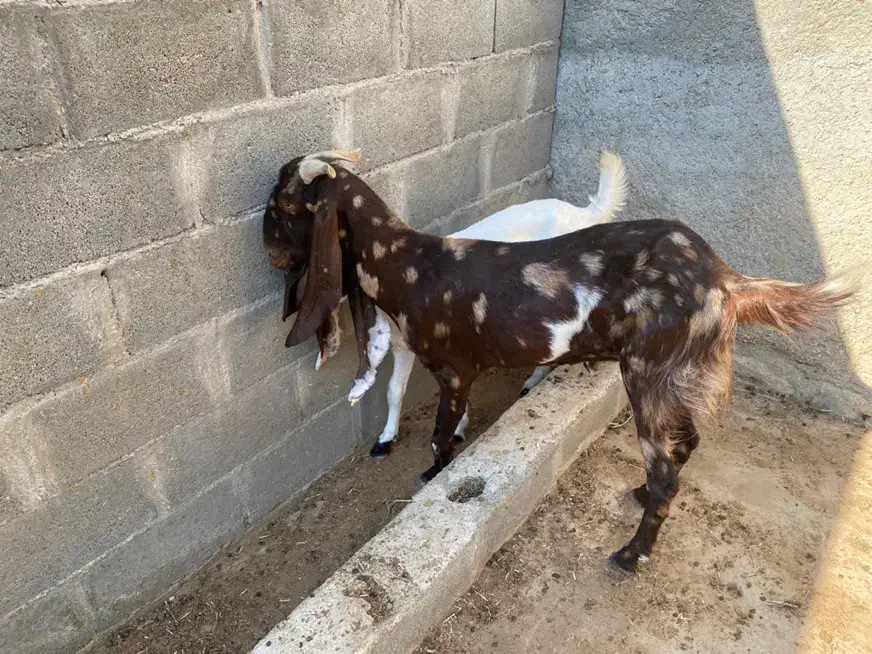 بز درگ باکستانی درجه یک قیمت 20 مقطوع|حیوانات مزرعه|بندر کنگان, |دیوار