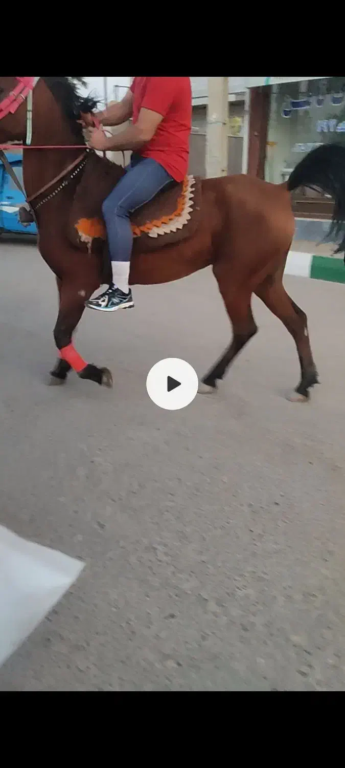 اسب مادیان جوان|اسب و تجهیزات اسبسواری|نظرآباد, نجم آباد|دیوار