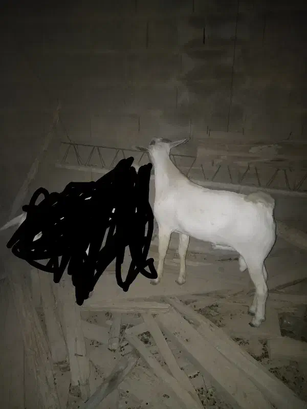 چکل و گیسه سومال جفت دوقلو|حیوانات مزرعه|وراوی, |دیوار