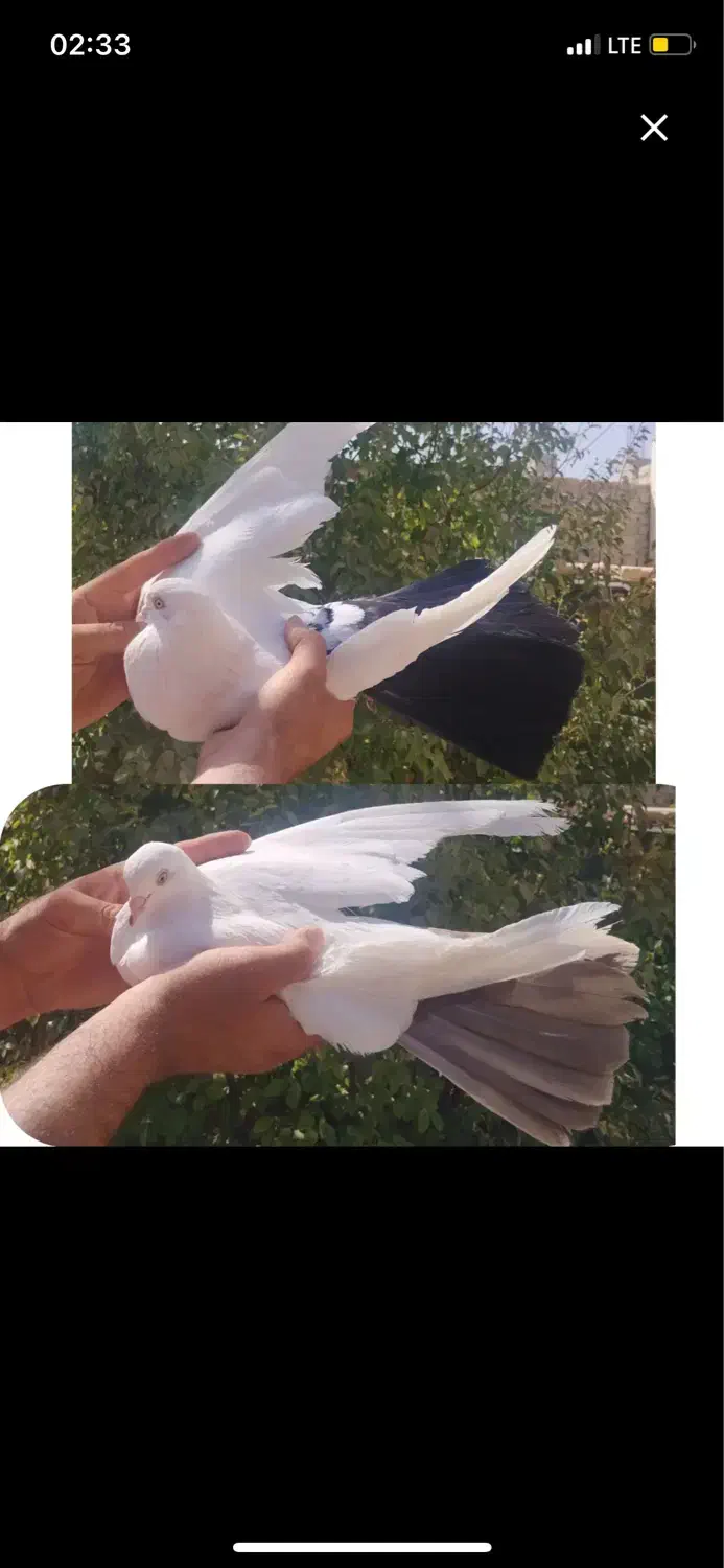 کفتر دم قهوه ای و دمسیاه|پرنده|یزد, |دیوار