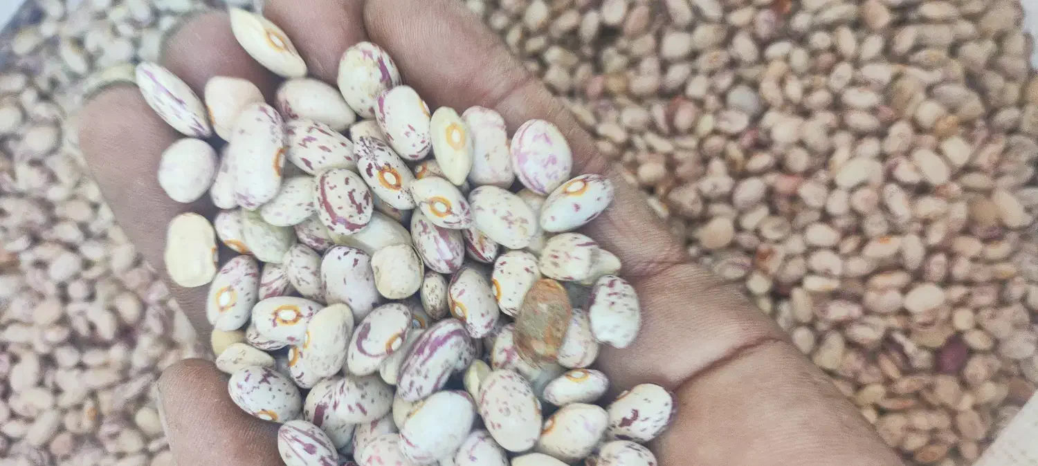 لوبیا چیتی|خوردنی و آشامیدنی|اسلامشهر, مظفریه|دیوار