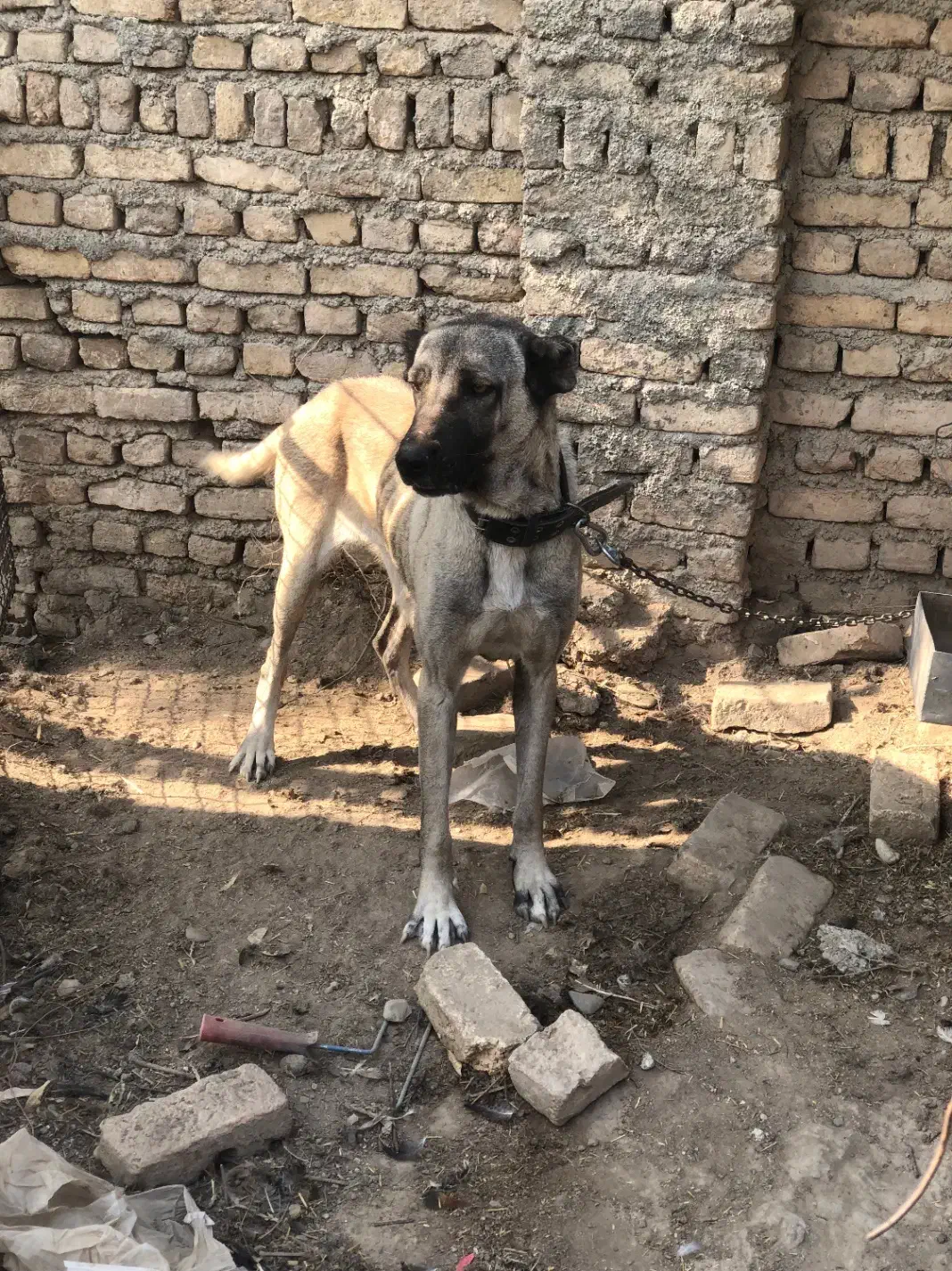 ماده سرابی|سگ|پاکدشت, پاکدشت (مامازند)|دیوار