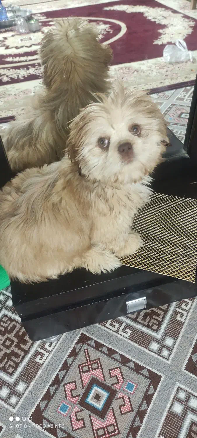 فروش سگ شیتزو|سگ|بافت, |دیوار