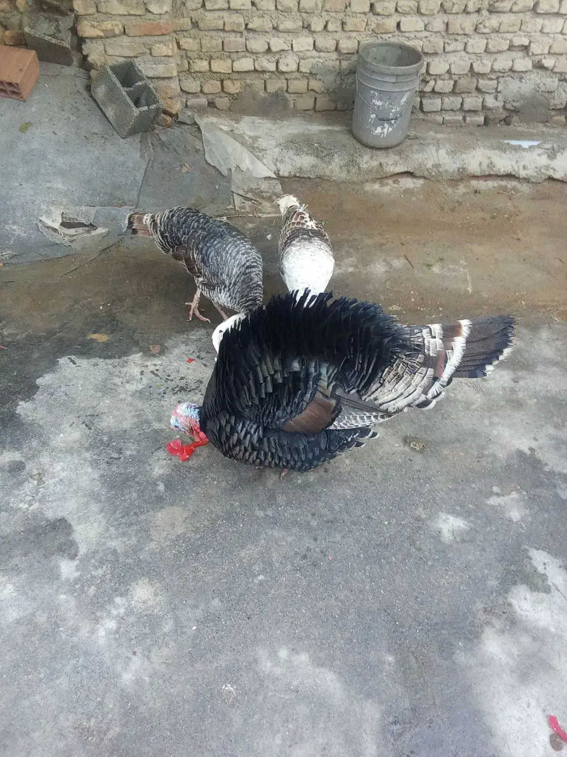 بقلمون‌ یک نر دوتا ماده بزرگ|حیوانات مزرعه|گرگان, |دیوار