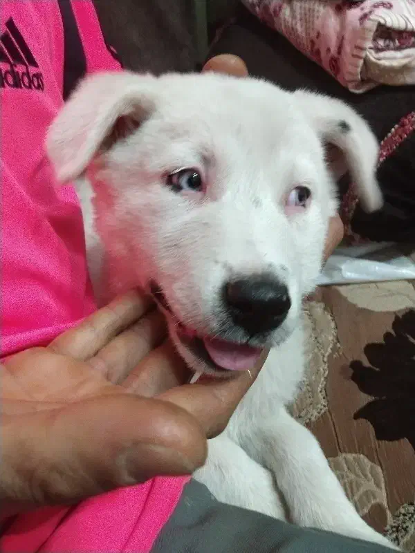 سگ نژادهاسگی|سگ|تهران, خواجه نظام الملک|دیوار