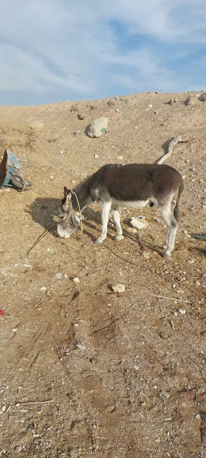 فروش یک الاغ نر اخته|حیوانات مزرعه|سمنان, |دیوار