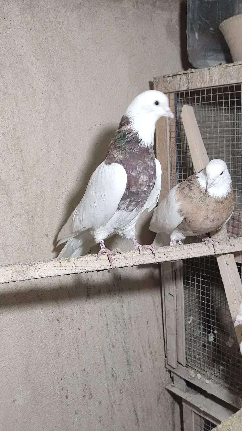 کبوتر طوقی|پرنده|همدان, |دیوار