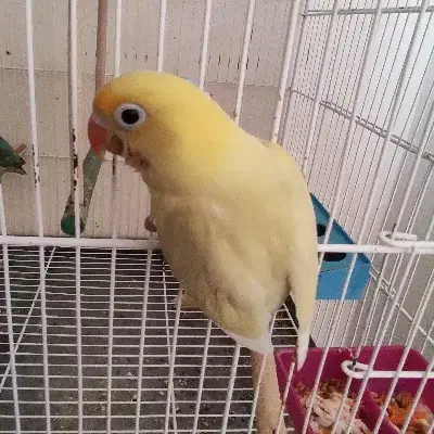 جوجه نرمه خور طوطی کوتوله برزیلی پاربلو|پرنده|صدرا-فارس, فاز ۱|دیوار