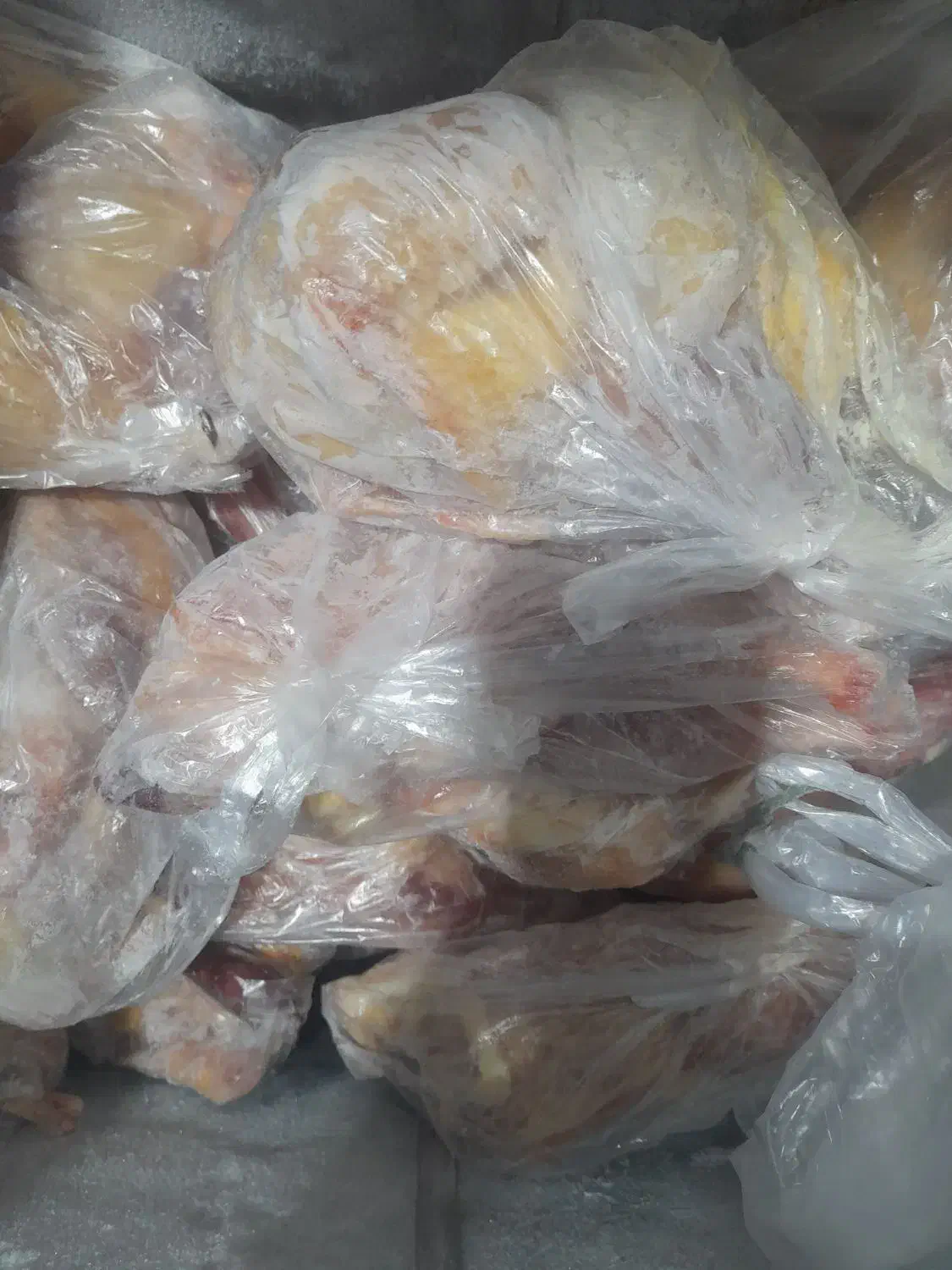 مرغ محلی اصل کشتار روز|عمدهفروشی|دیلم, |دیوار