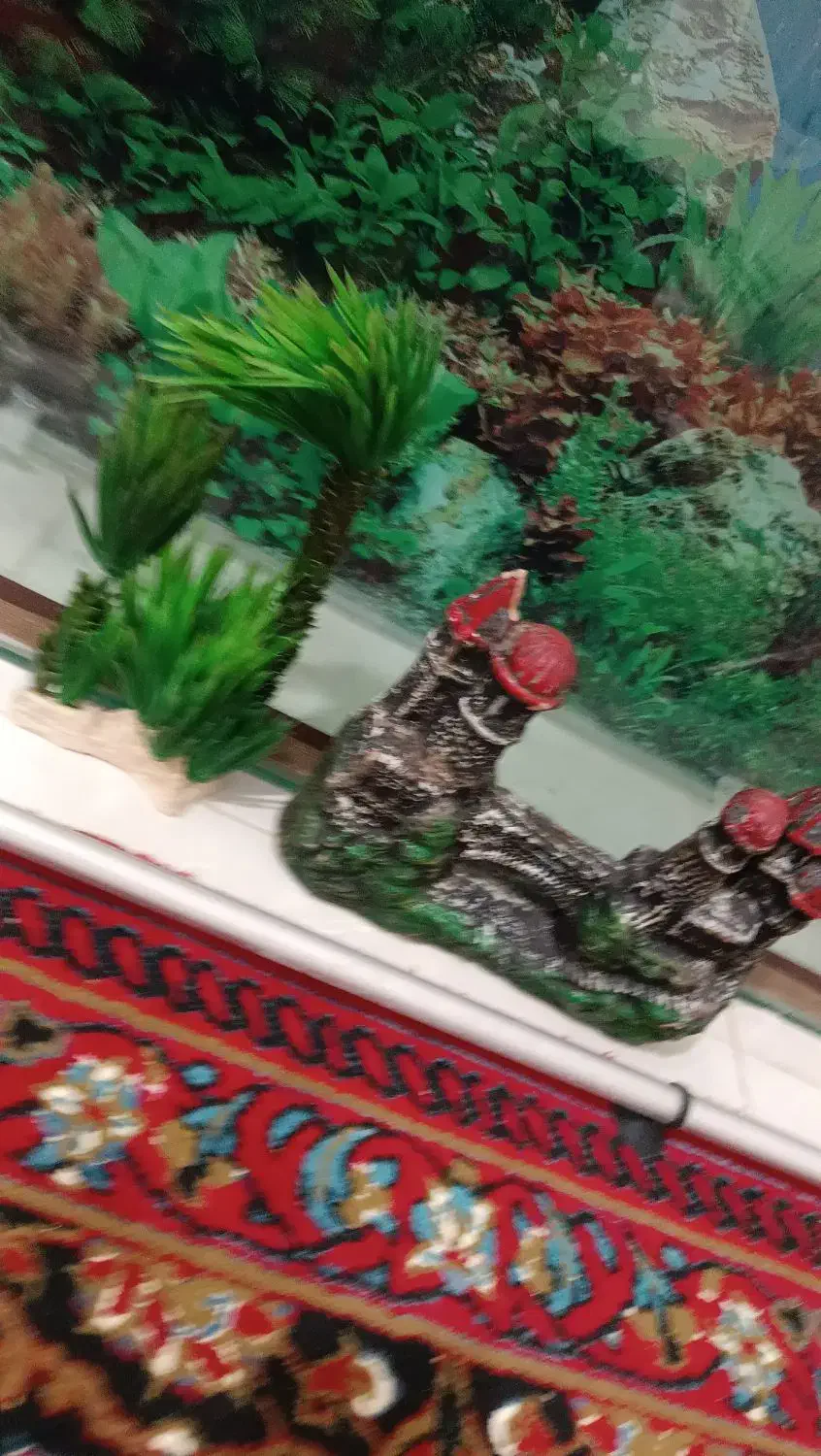 اکواریوم همراه با وسایل|ماهی|کوهدشت, |دیوار